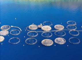 Aquaculture Companies