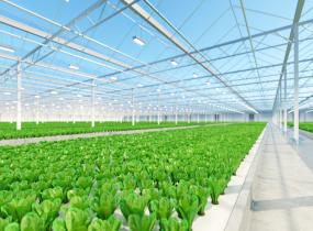 Greenhouse Suppliers