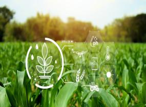 Irrigation Network Companies