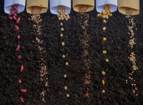 Seed Production Companies