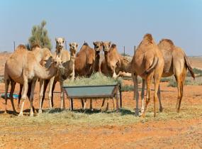 Camel Farms