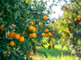 Fruit Farmers