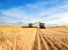 Grain Farmers