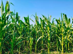 Fodder Farmers