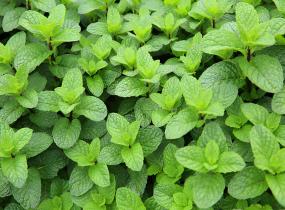 Medicinal & Aromatic Herb Growers