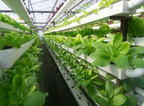 Hydroponic Farms