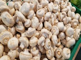 Mushroom Producers