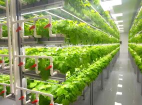 Vertical Farms