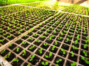 Seedling Producers