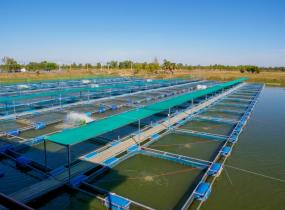 Fish Processing Companies