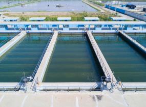 Shrimp Farms