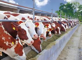 Cattle Farms