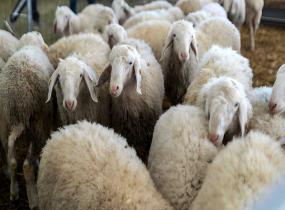 Sheep Farms