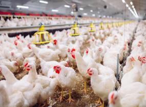 Poultry Farms