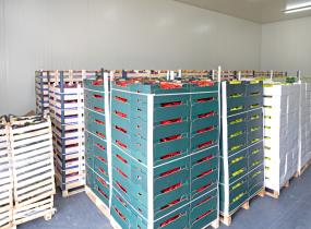 Wholesalers